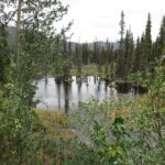Beaver Pond Trail 7