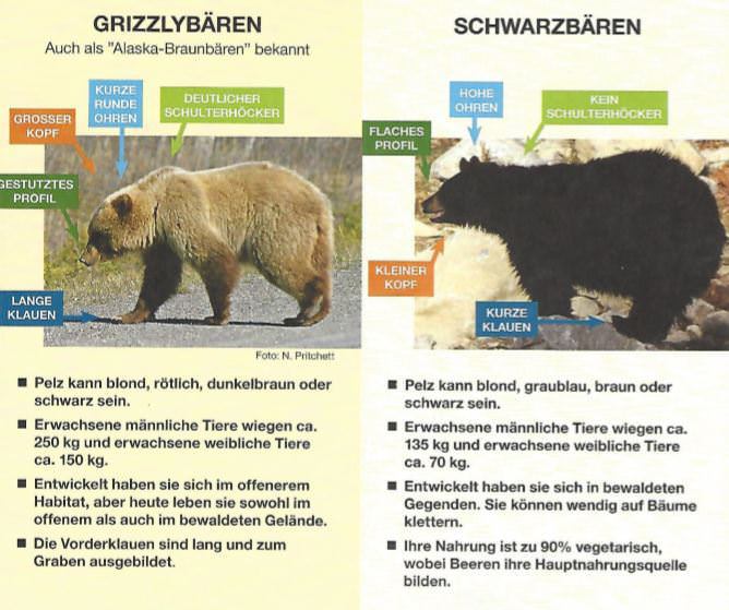 Schwarzbär Grizzly